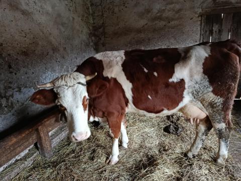Magyartarka tehén eladó Magyartarka tehén eladó