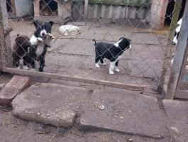 Ingyen elvihető border collie és sinka keverék kiskutyák