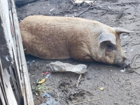 Durok–Mangalica keverék hízó koca eladó