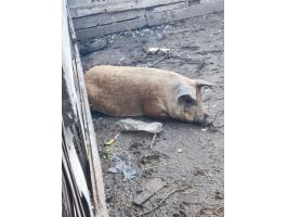 Durok–Mangalica keverék hízó koca eladó