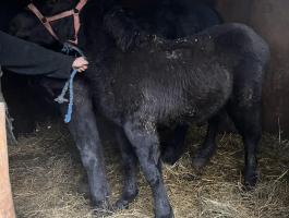 Eladó hidegvérű csődör csikó
