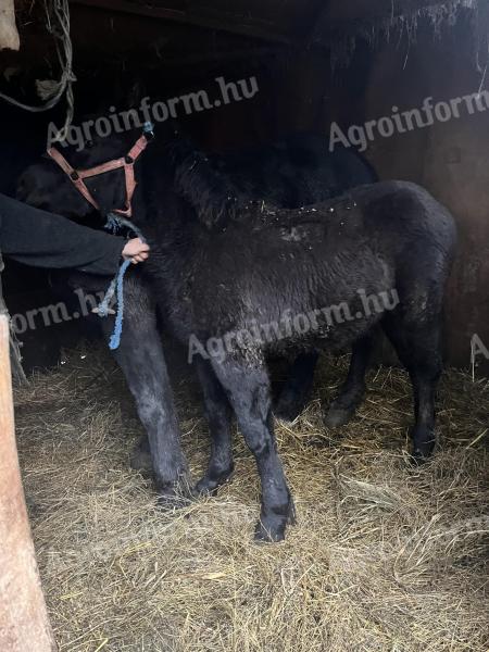 Eladó hidegvérű csődör csikó