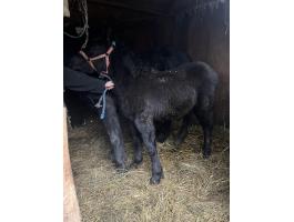 Eladó hidegvérű csődör csikó