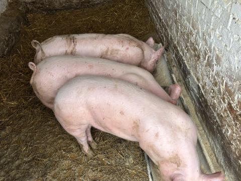 darab koca anyának  és 1 ártány hízó eladó