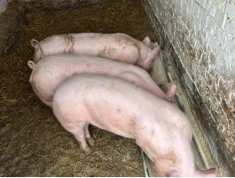 darab koca anyának  és 1 ártány hízó eladó