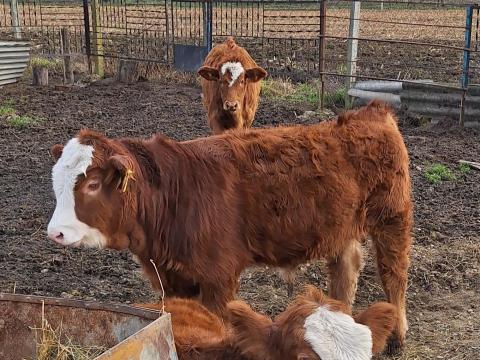 Limuzin bika 5 hónapos Limuzin bika 5 hónapos