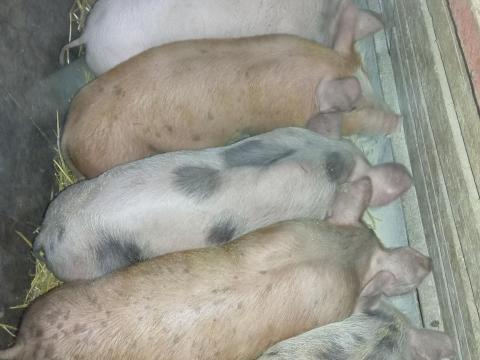 Választási malacok eladók Választási malacok eladók