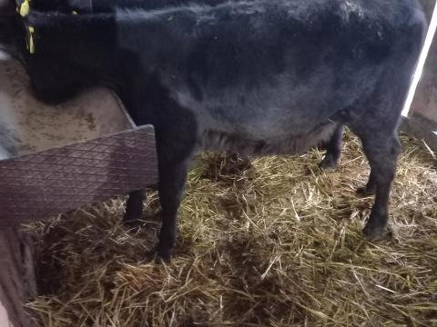 Borjú eladó Borjú eladó