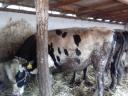 Eladó 9db 550-600kg fekete bika árajánlatot várok