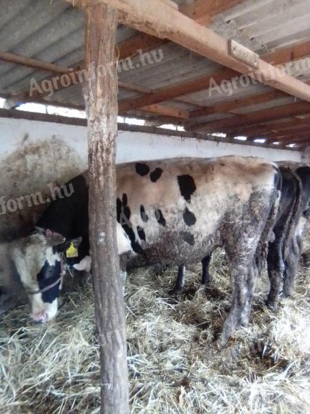 Eladó 9db 550-600kg fekete bika árajánlatot várok