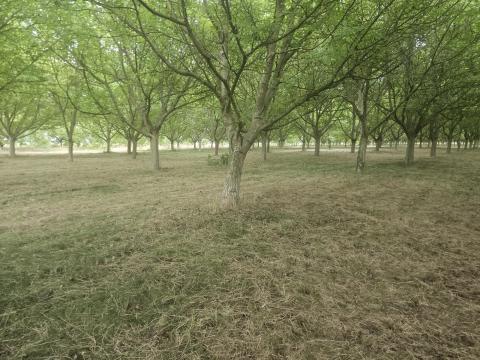 Sopronhoz közel -Pinnyén- 4,3 hektar,  bekeritett,  3% beépithetőséggel,  villany,  viz,  gáz a telken halad át- jóval a valós értéke alatt
