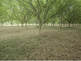 Sopronhoz közel -Pinnyén- 4,3 hektar,  bekeritett,  3% beépithetőséggel,  villany,  viz,  gáz a telken halad át- jóval a valós értéke alatt