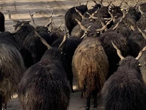 Eladó racka kosok Eladó racka kosok