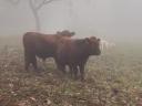 Aberdeen Angus bikaborjak eladók