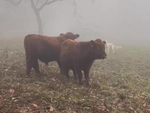 Aberdeen Angus bikaborjak eladók