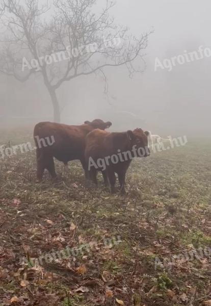Aberdeen Angus bikaborjak eladók