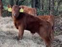 Aberdeen Angus bikaborjak eladók