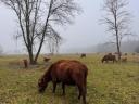 Aberdeen Angus bikaborjak eladók