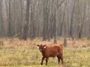 Aberdeen Angus bikaborjak eladók