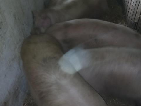 Hízott sertések eladók