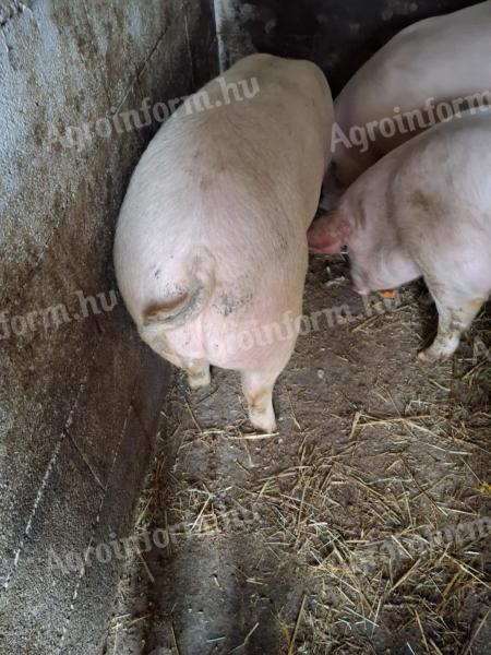 Eladó sertés