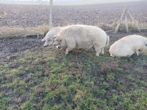 Szőke mangalica kan eladó