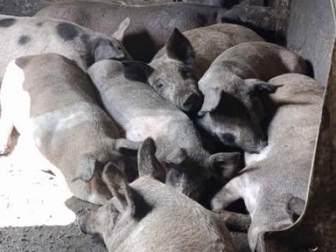 Eladó durok x pietrine süldő hizók