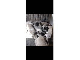 Eladó durok x pietrine süldő hizók