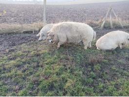 Mangalica állomány eladó