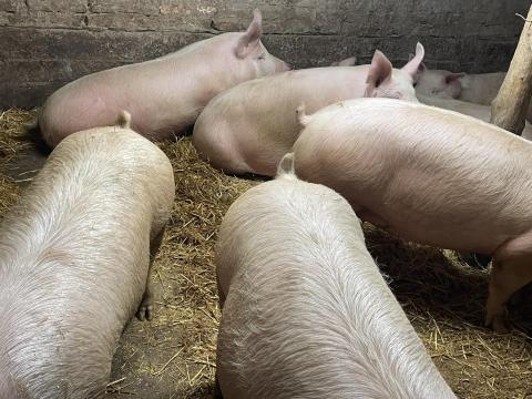 Eladó hízók Gyarmaton