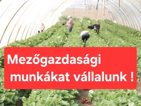 Mezőgazdasági munkát vállalunk sokéves tapasztalattal
