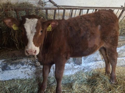 Limusin x magyartarka üsző borjú eladó Baranya megyében