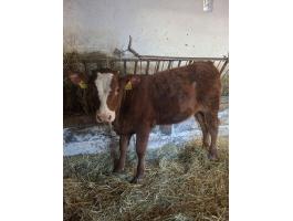 Limusin x magyartarka üsző borjú eladó Baranya megyében