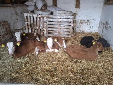 Borjak eladók Baranya megyében