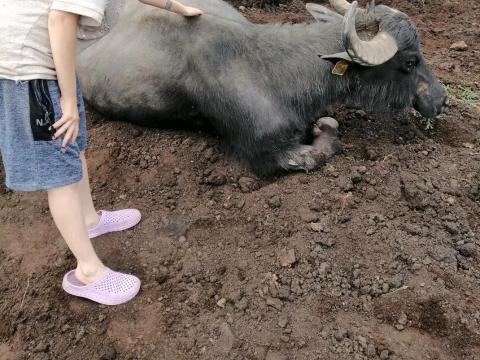 Állatgondozói állást keresek ottlakással