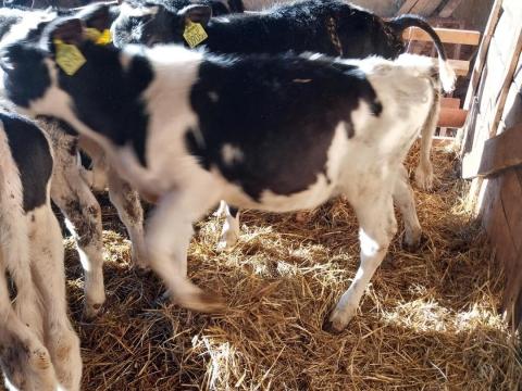 Holstein Fríz bikaborjak eladók