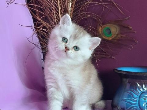 Brit kiscicák tavaszi születéssel előjegyezhetők