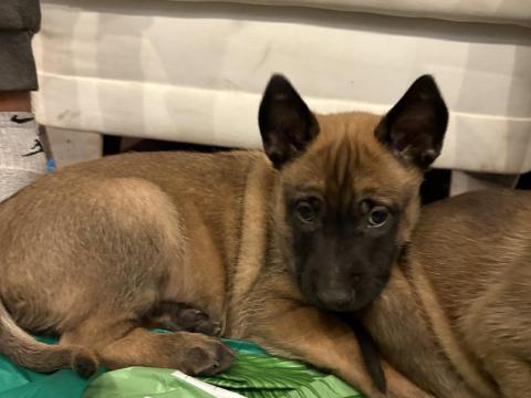 Belga juhász Malinois kölykök elérhetők