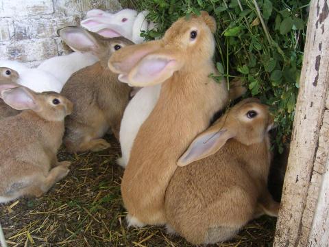 Hycolor nyúl eladó Hycolor nyúl eladó