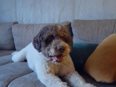 Romagnolo Lagotto kiskutyák gazdit keresnek