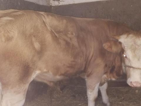 Magyartarka bikaborjak