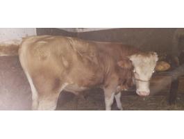 Magyartarka bikaborjak