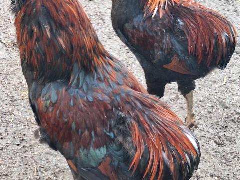 Araucana kakasok eladók
