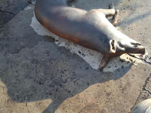 Félsertés eladó Kiskunhalason