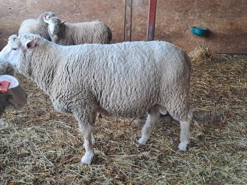 Eladó törzskosok Eladó törzskosok