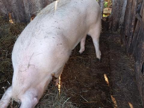 Hízó eladó Cserépfalun