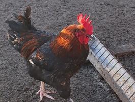 Fekete réz Marans kakas eladó