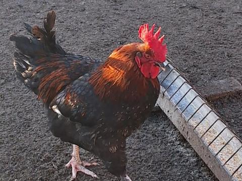 Fekete réz Marans kakas eladó