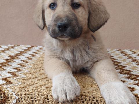 Közép-ázsiai juhászkutya szuka kiskutya eladó