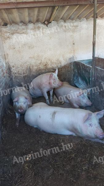 Hízó sertés eladó